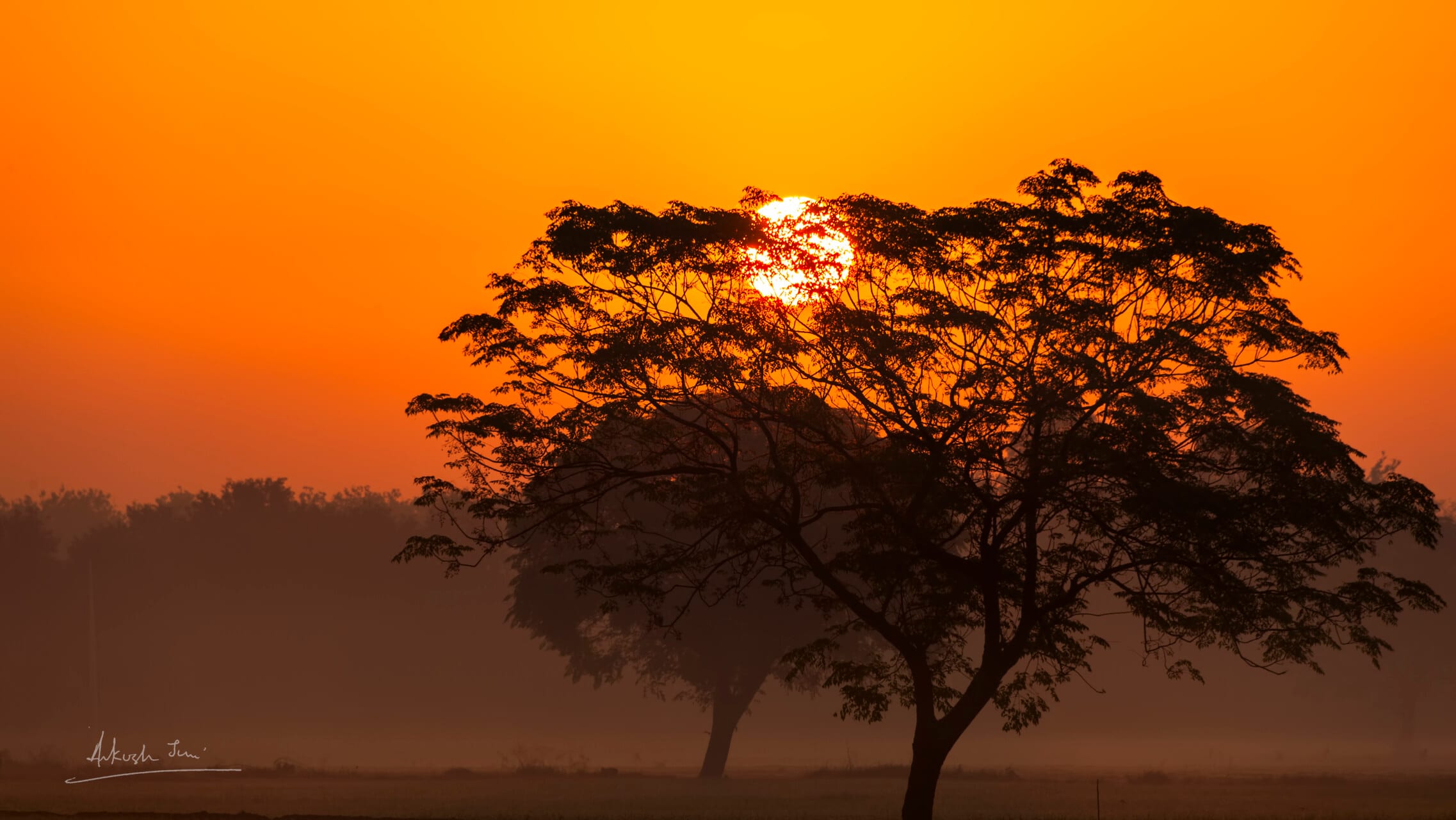 Trees silhouetted against an orange winter sunrise on the PAU campus, Ludhiana