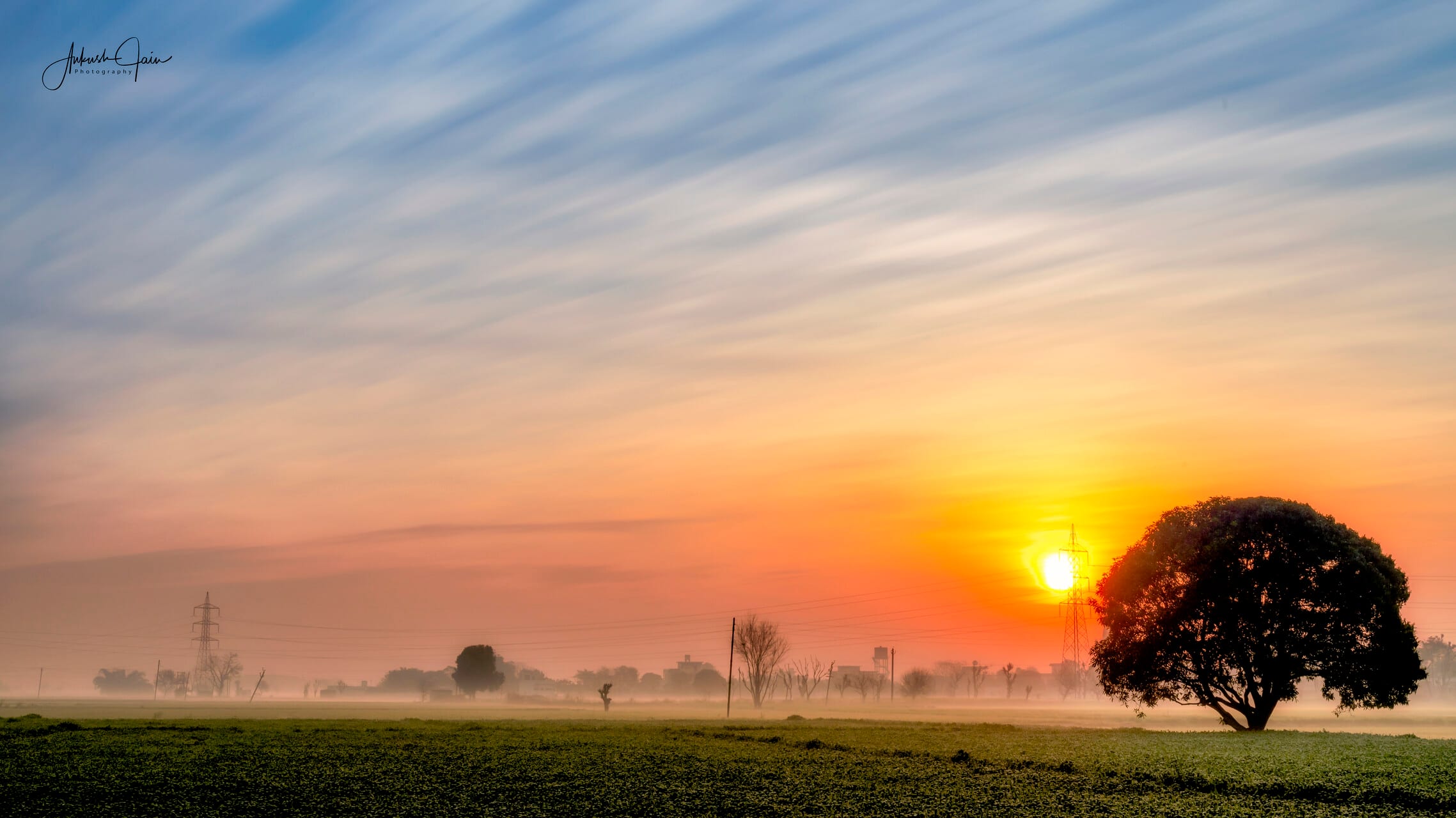 Sun rising beside a banyan tree above misted fields, village Barewal