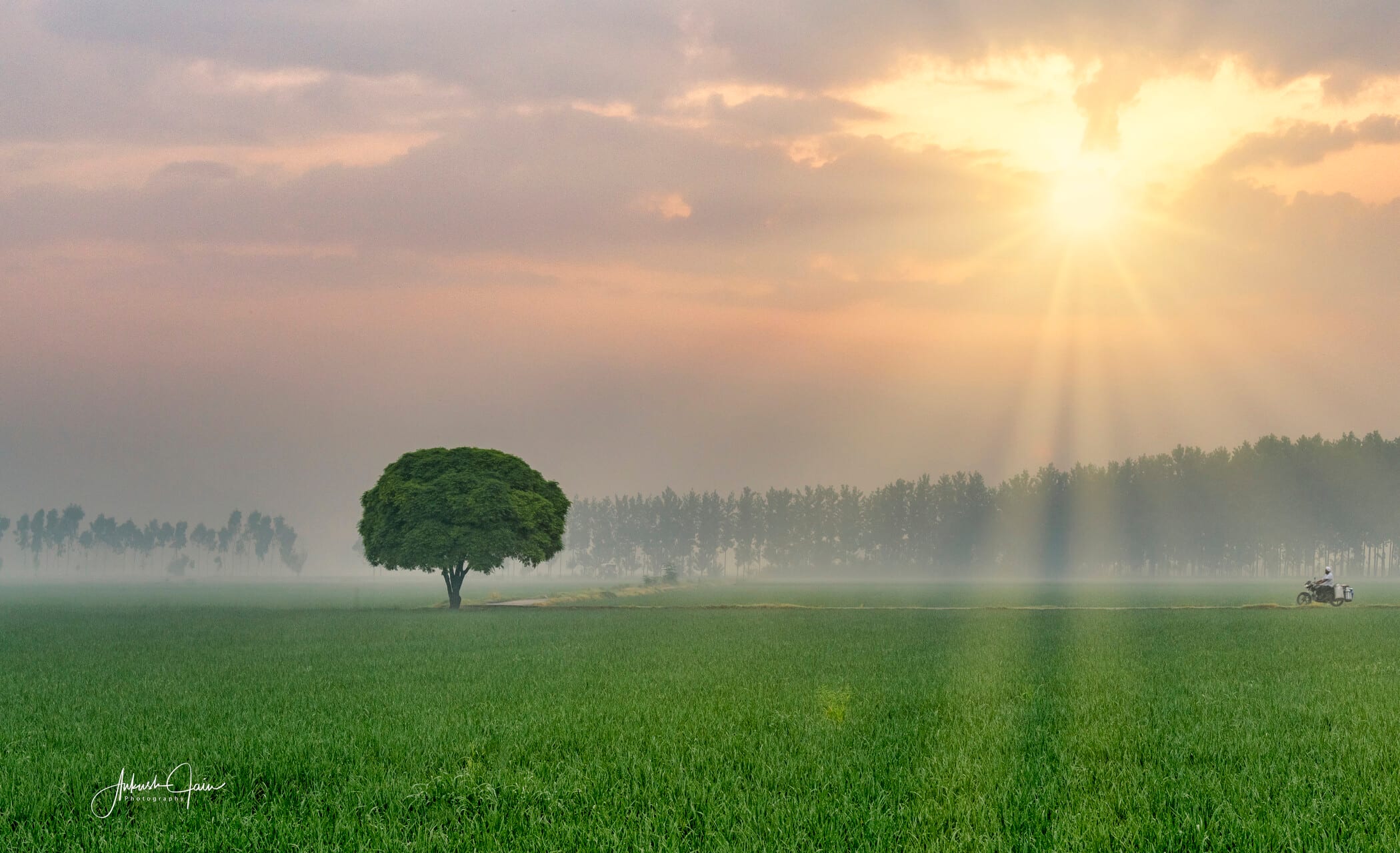 Sun rays bursting over a paddy field as a motorcyclist passes a lone tree, village Ladian