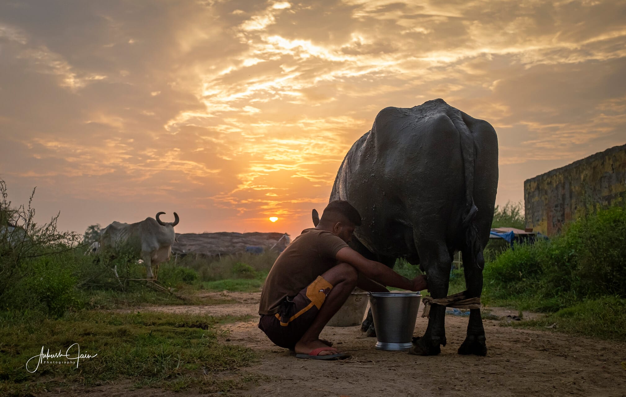 Gujjar milking a buffalo at sunrise near village Deatwal, Ludhiana