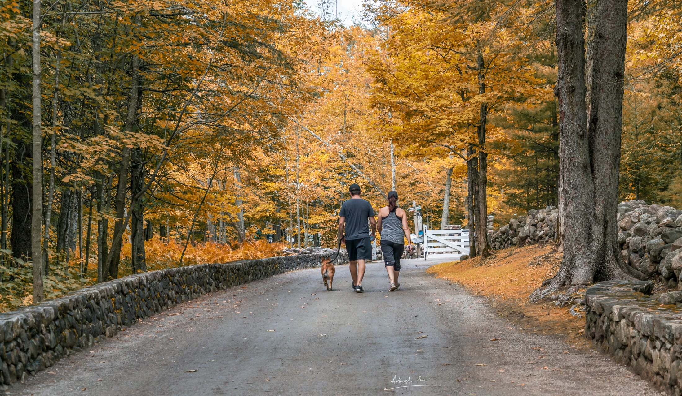 Couple walking a dog down a quiet country road in peak autumn colour, Gatineau Park