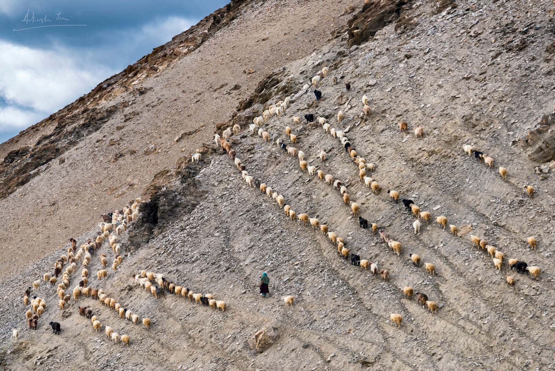 Sheep herd traced in long zigzag lines across a barren Changthang slope near Tso Moriri, shepherd at the centre