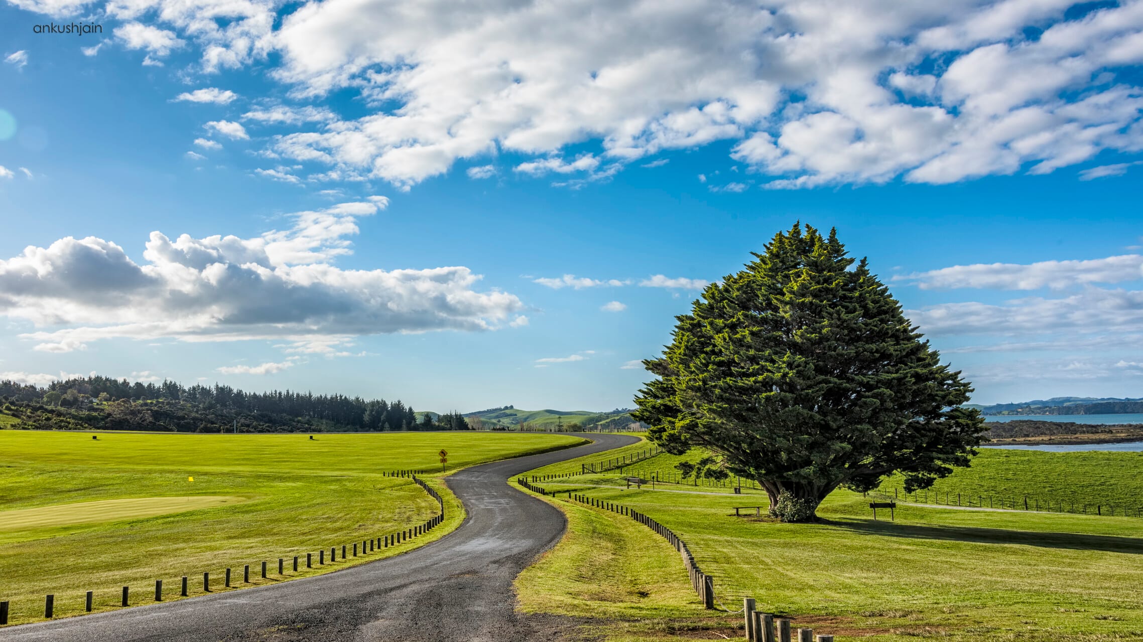 Lone tree by a curving country road through rolling green pastures, Paihia in the Bay of Islands