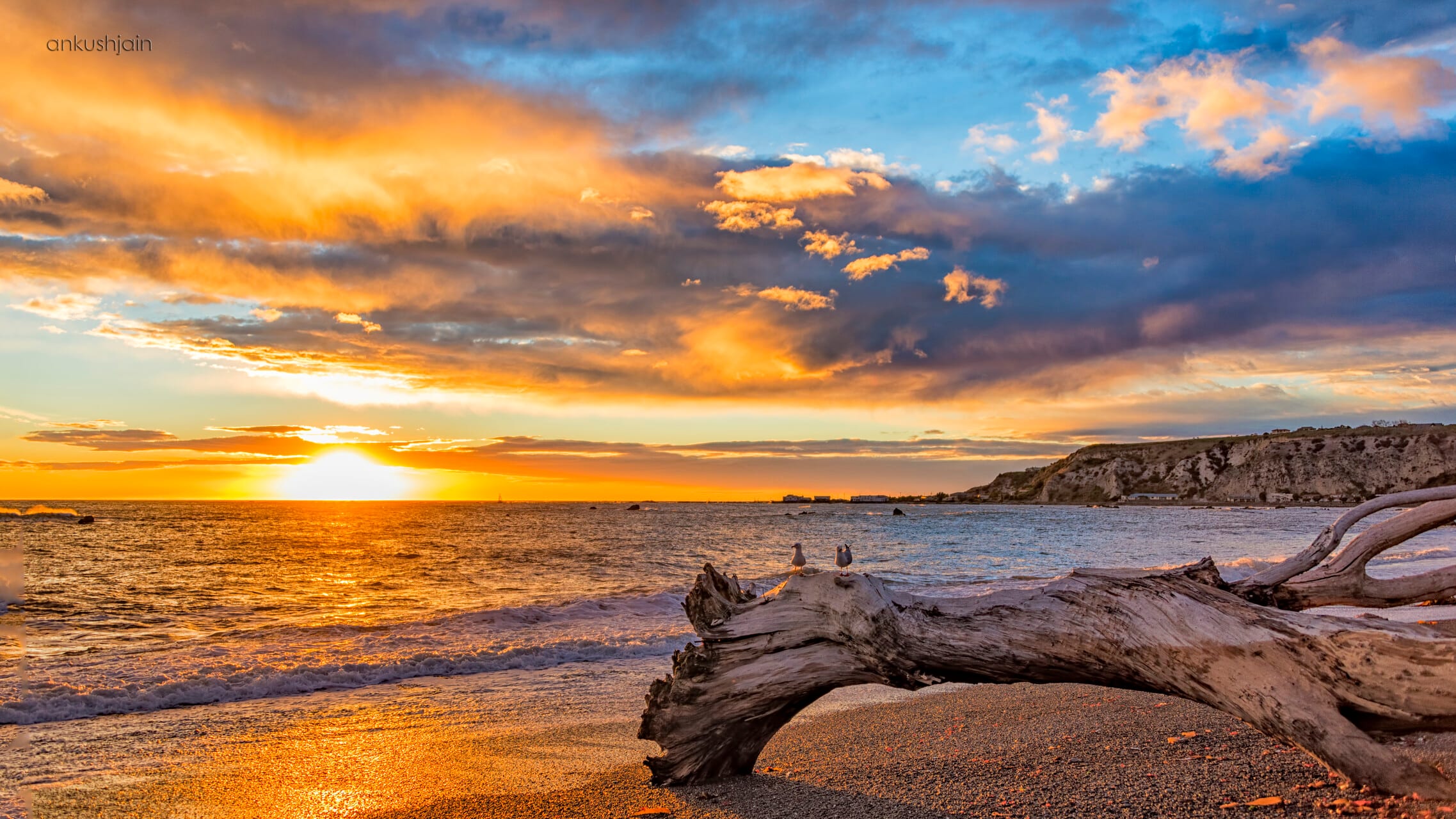 Sunrise at Kaikoura beach — a weathered driftwood log in the foreground, scattered clouds catching gold over the bay and a low headland on the right