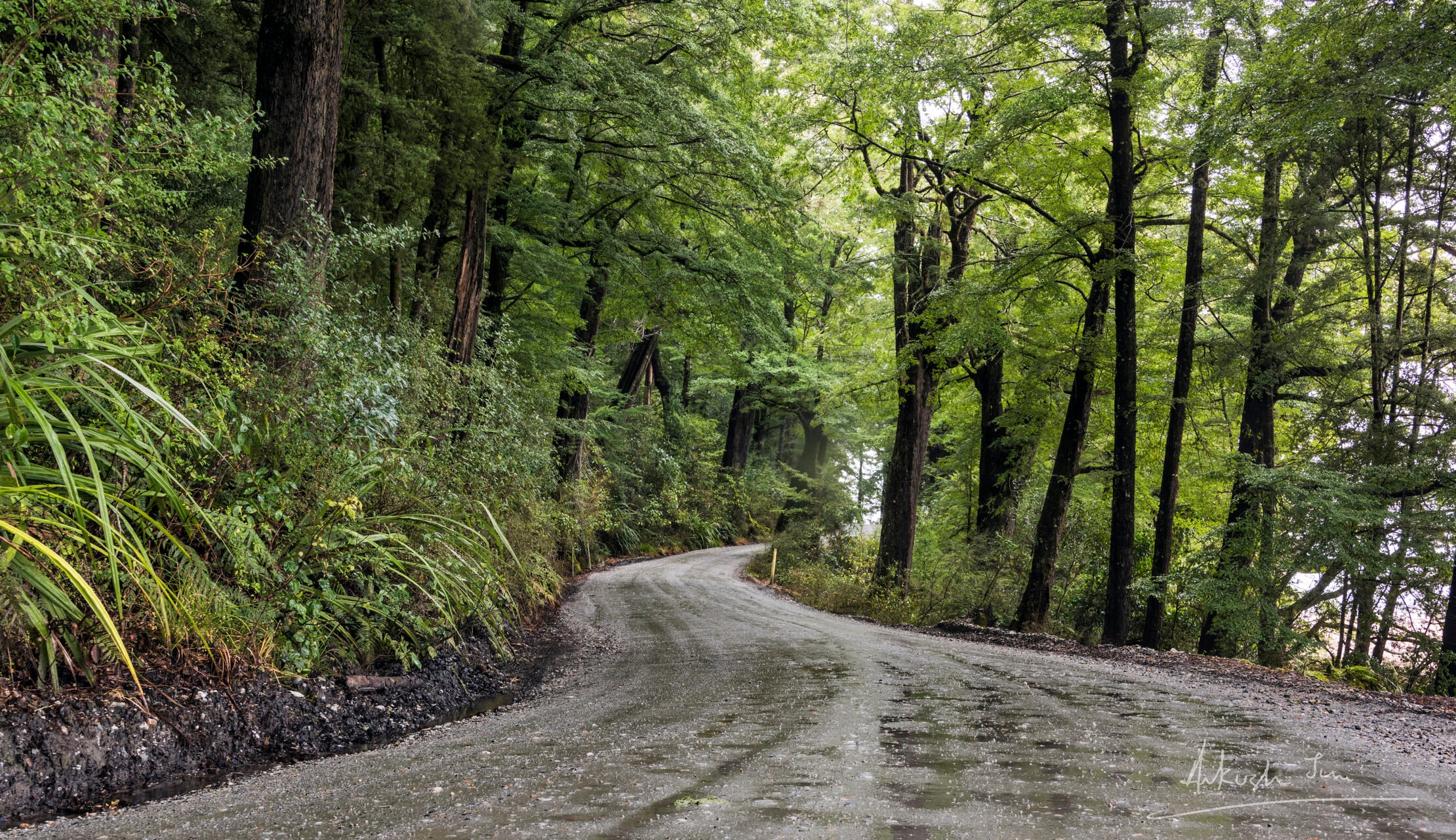 Empty wet road curving through lush green bush, somewhere on the road to Milford Sound