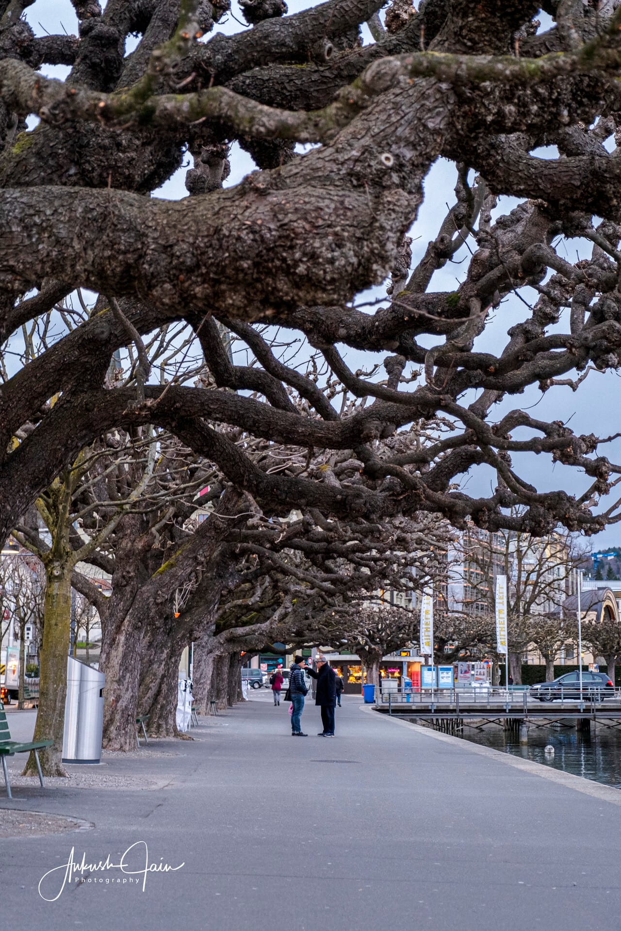 Gnarled, leafless plane trees arching over a quiet winter promenade along Lake Lucerne, two figures walking through the tunnel of branches