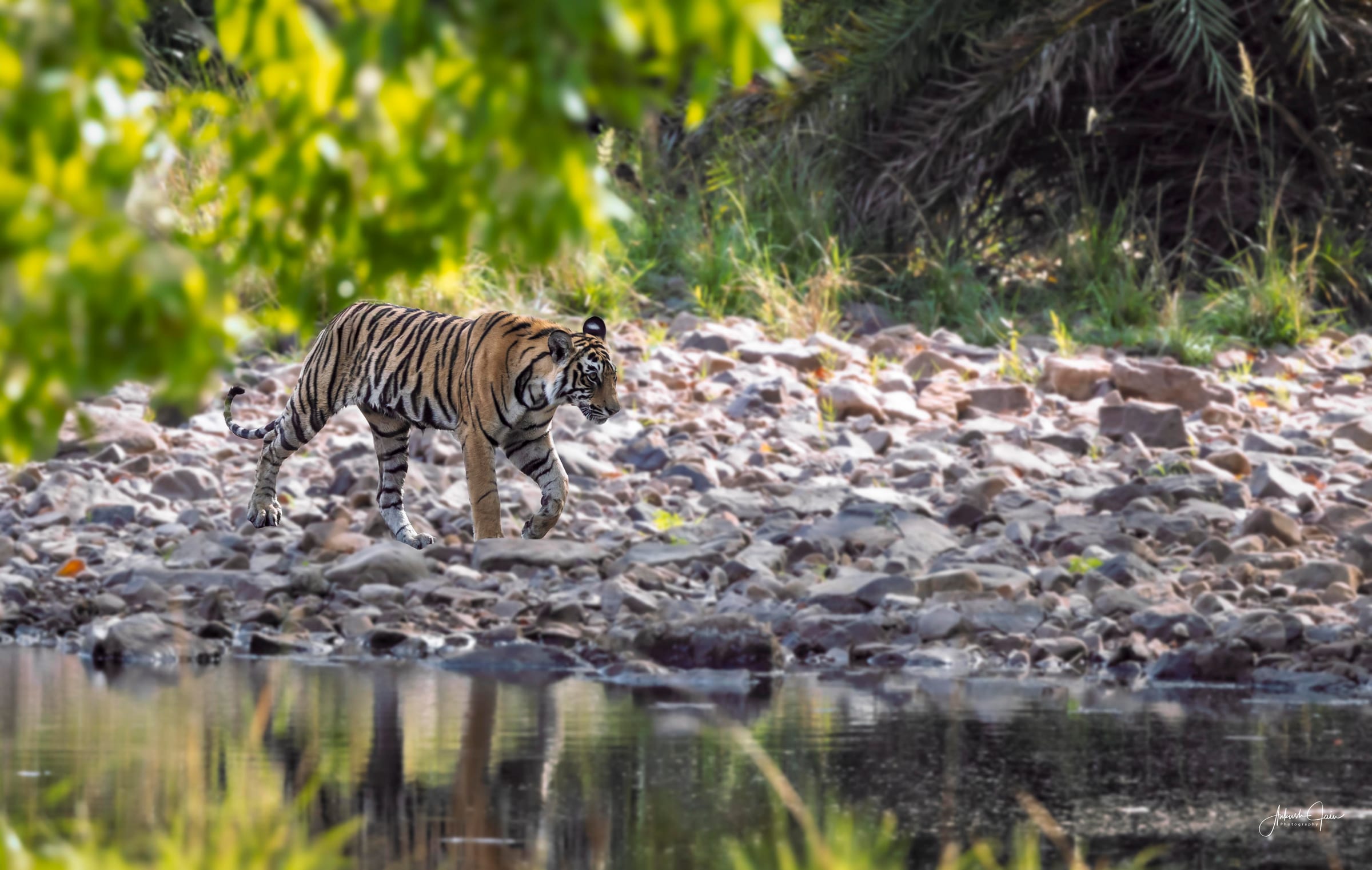 Bengal tiger walking a rocky riverbank at Ranthambore, reflection in the still water below