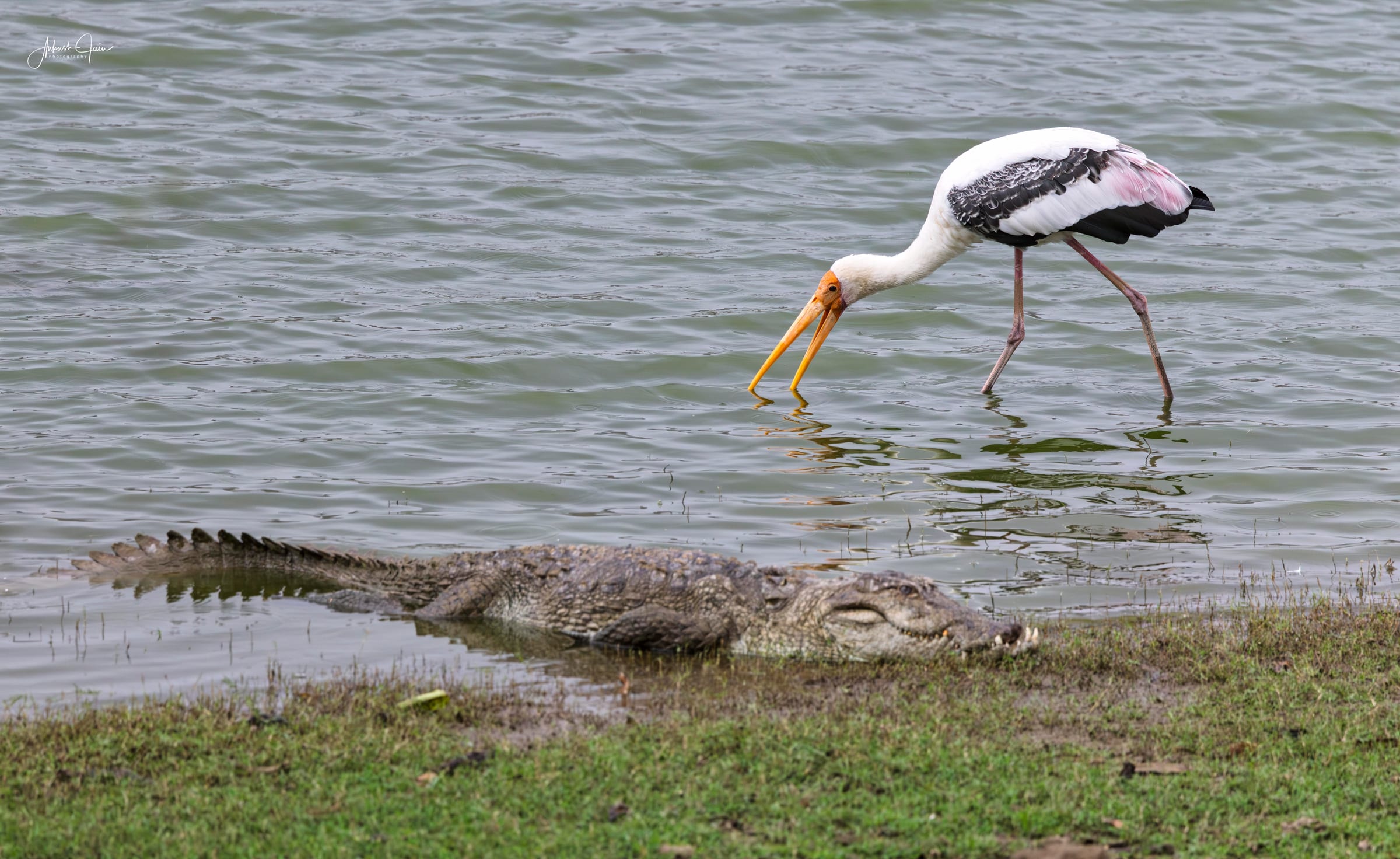 Painted stork fishing at the water’s edge beside a basking marsh crocodile, Ranthambore