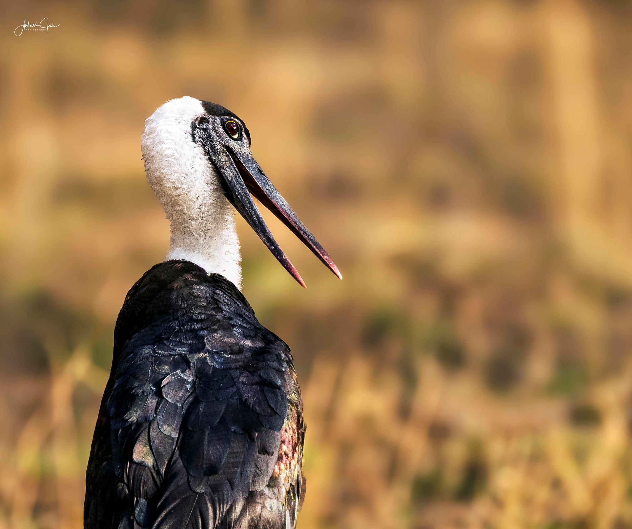 Portrait of a woolly-necked stork with its bill open against soft golden grassland, Ranthambore