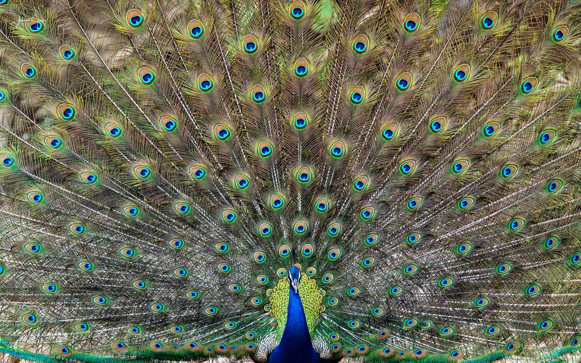 Indian peacock displaying its fully-fanned train of iridescent eye-spotted feathers, Ranthambore