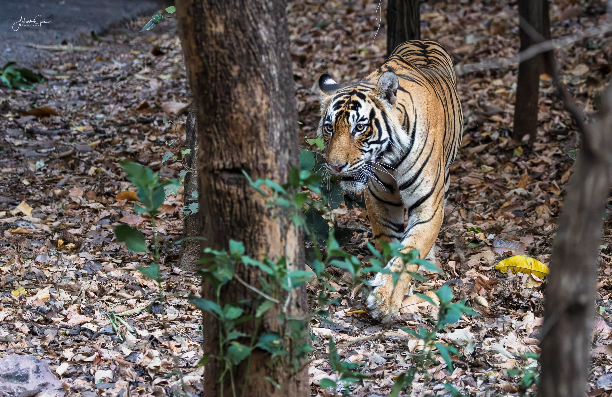 Tiger emerging from dry forest at Ranthambore, partially screened by tree trunks and undergrowth