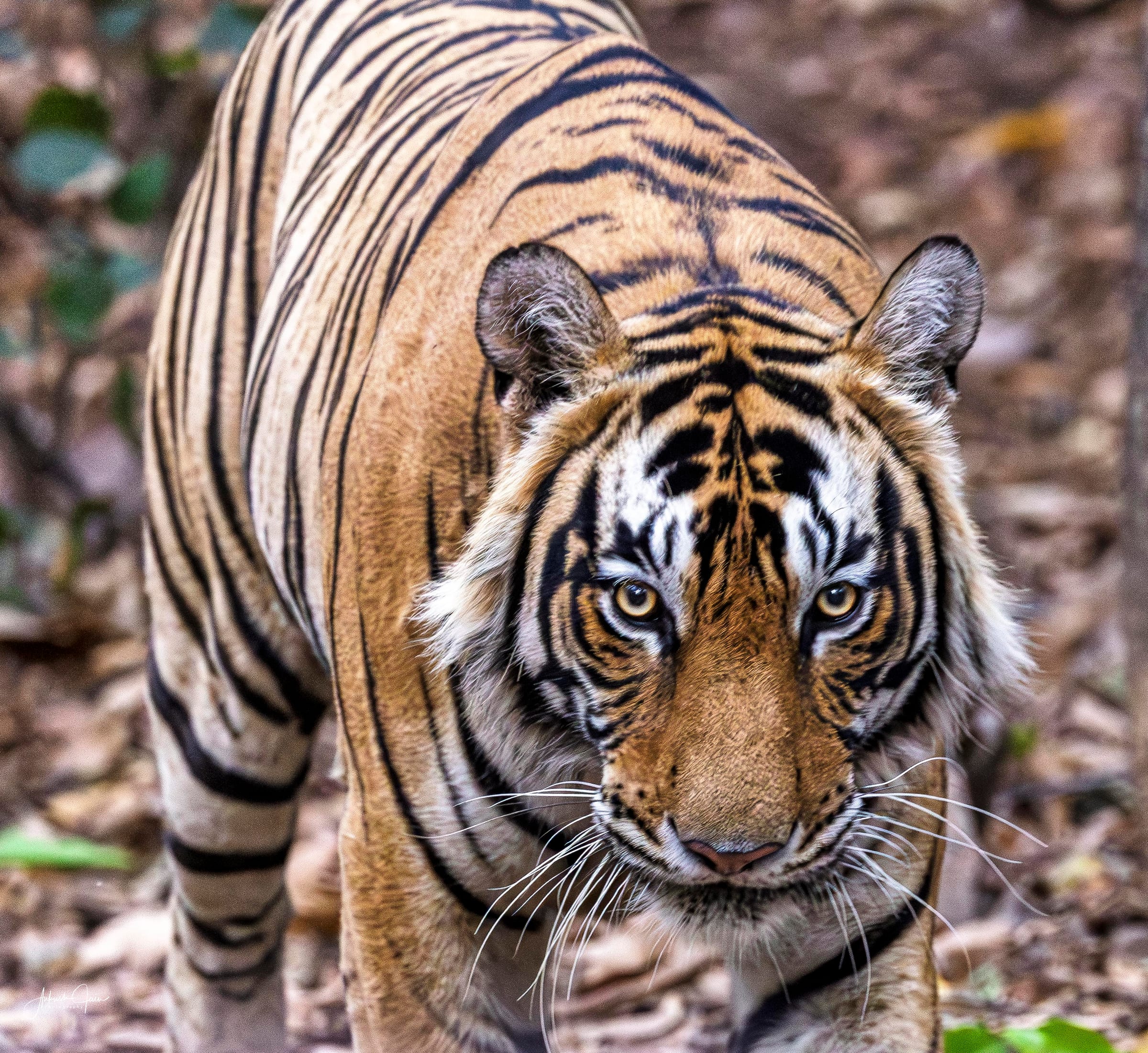 Tight portrait of a Bengal tiger walking straight toward the camera, Ranthambore