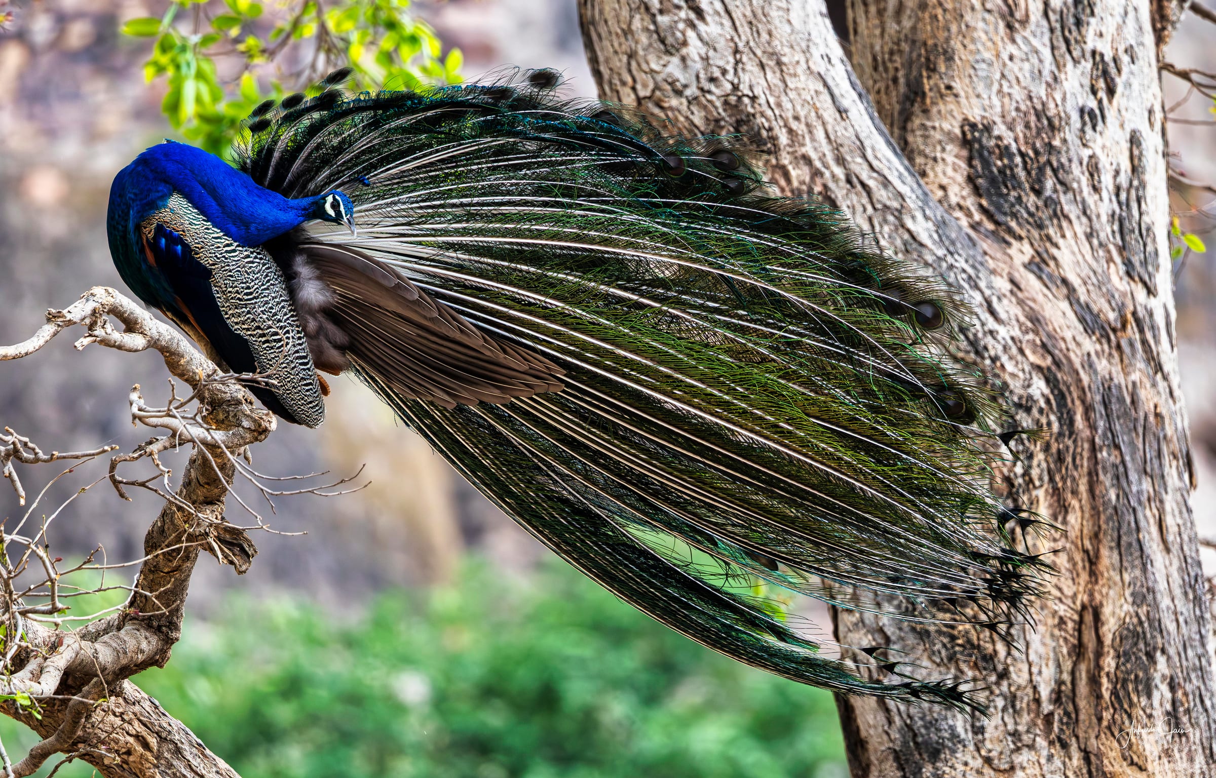 Indian peacock perched on a tree at Ranthambore, long iridescent train cascading down the trunk