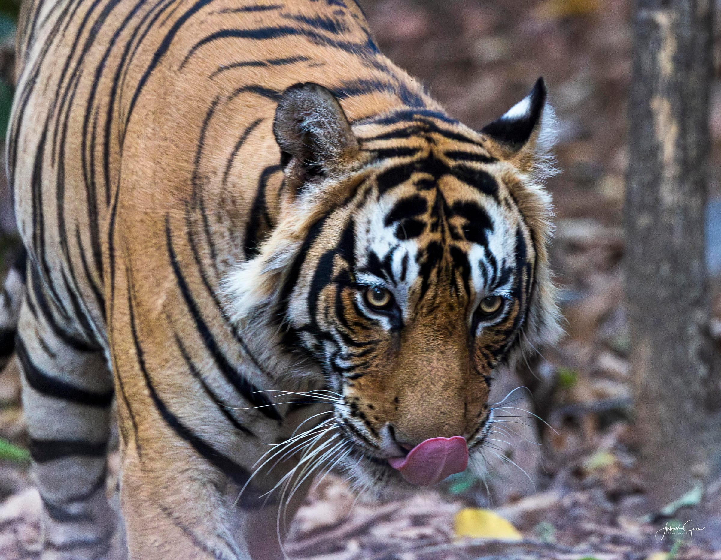 Tiger licking its nose mid-stride on a leaf-strewn forest floor, Ranthambore