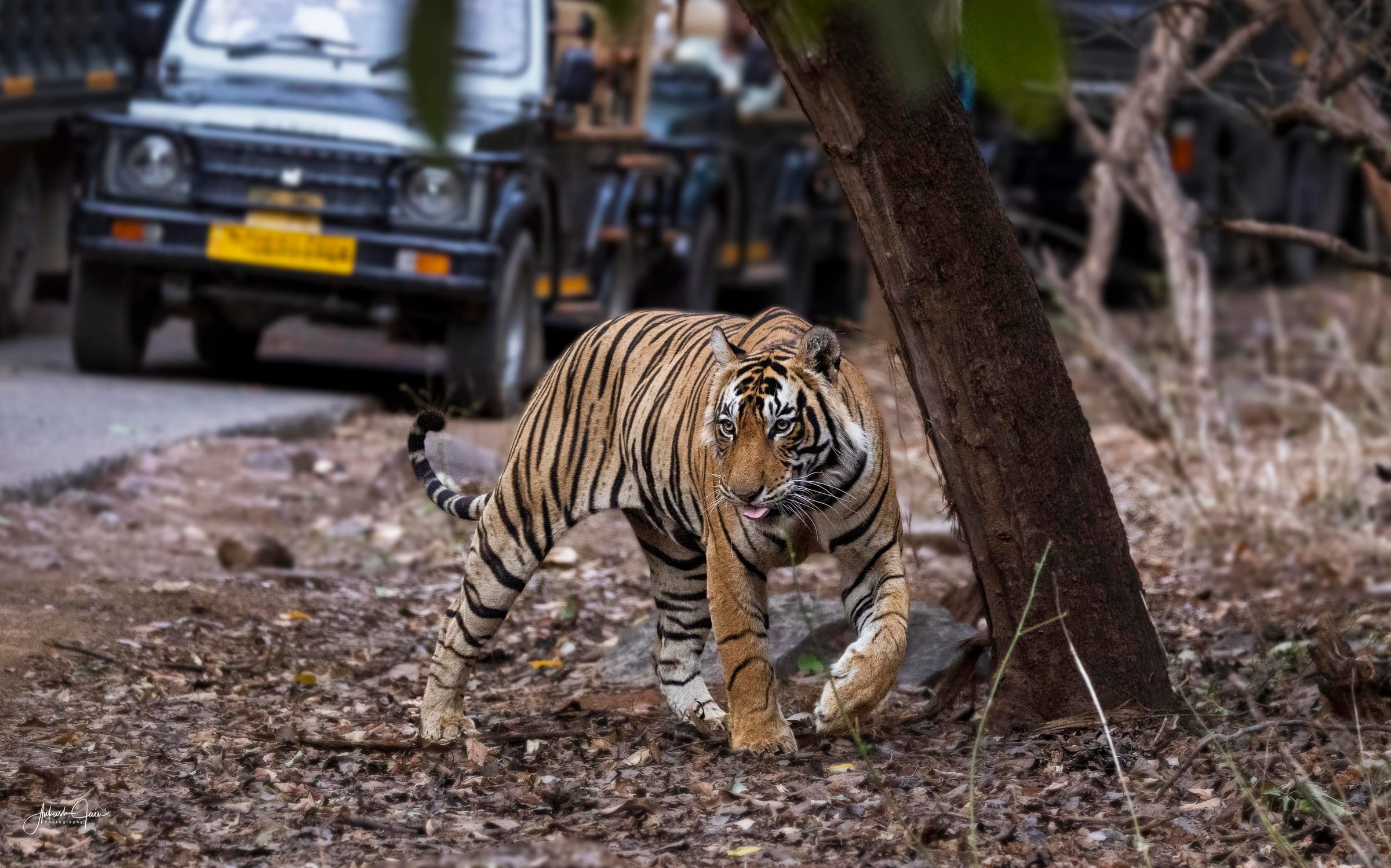 Tiger crossing the safari track in front of a parked gypsy at Ranthambore