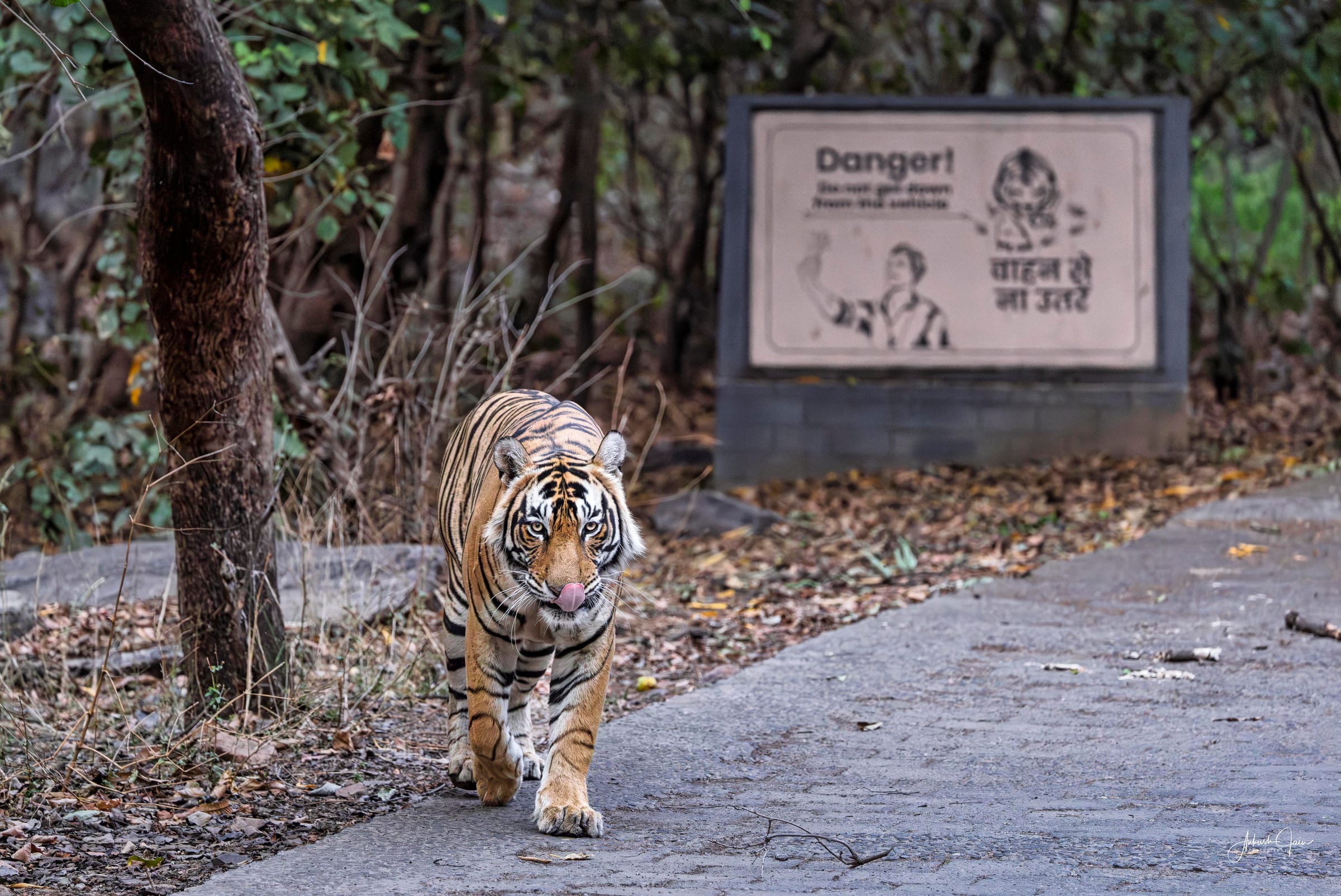 Tiger padding down a paved jungle road past a bilingual “Do not get down from the vehicle” warning sign, Ranthambore