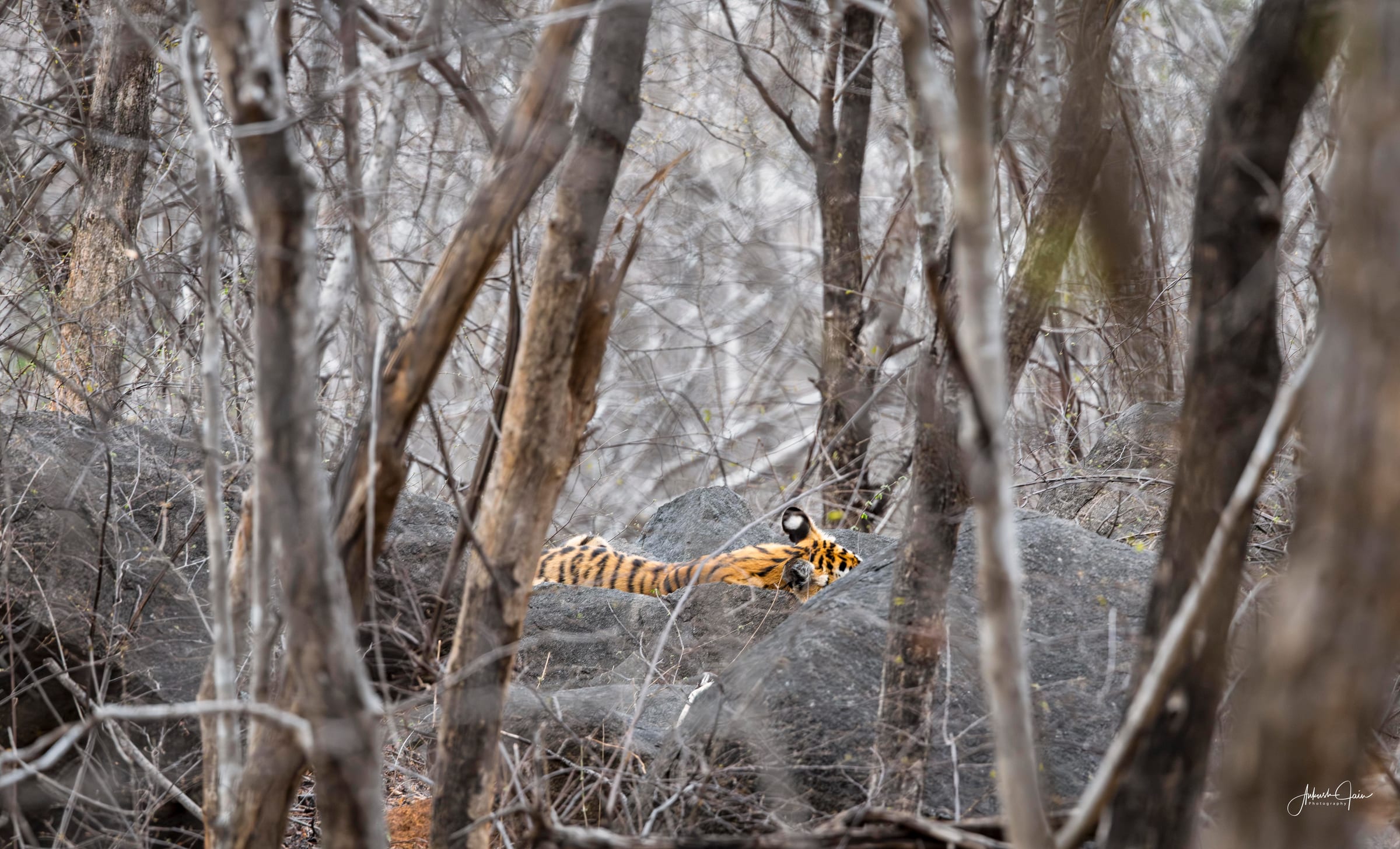 Tiger barely visible through a screen of bare branches and boulders, Ranthambore