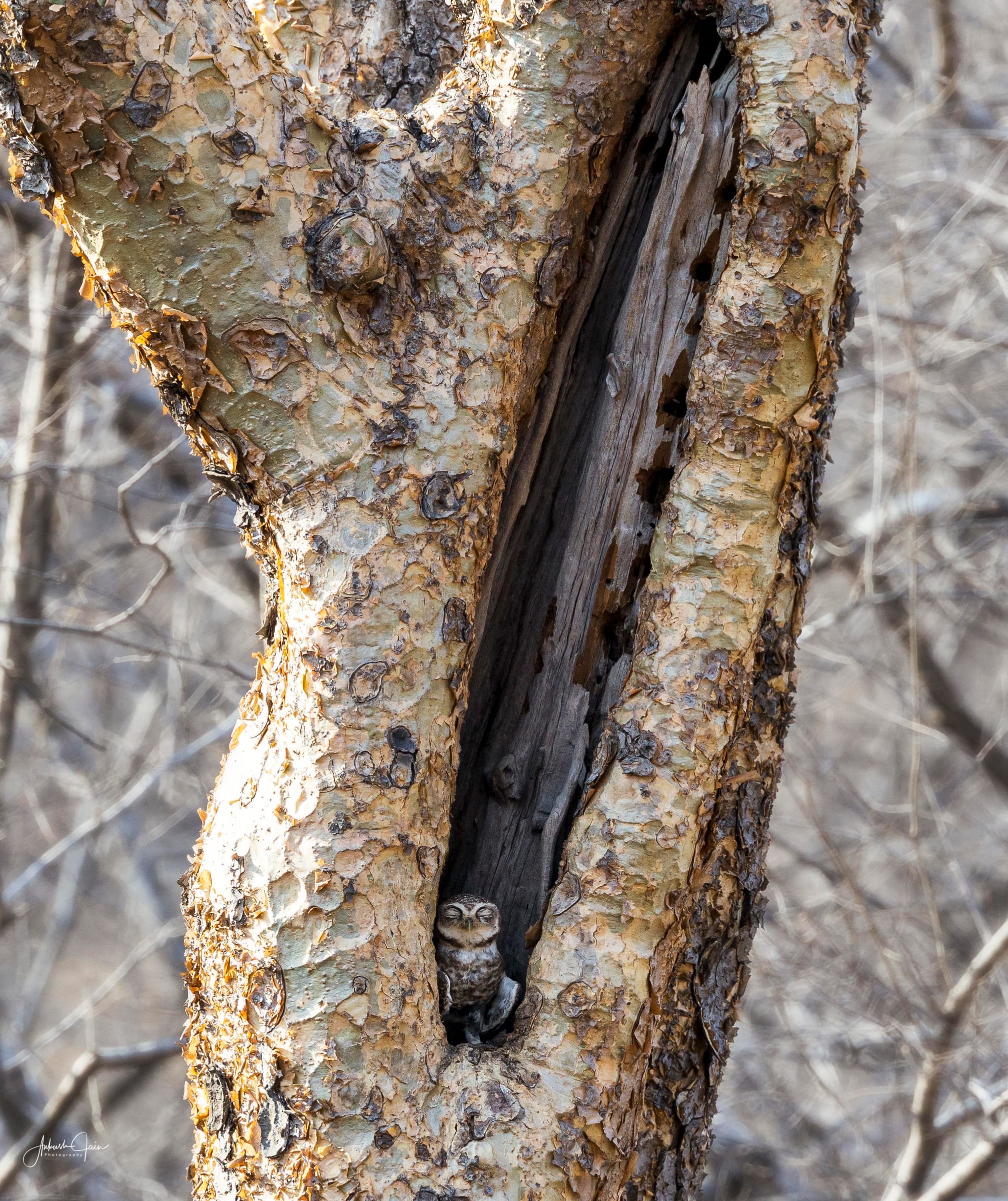 Spotted owlet peering out from a hollow in a ghost-tree at Ranthambore