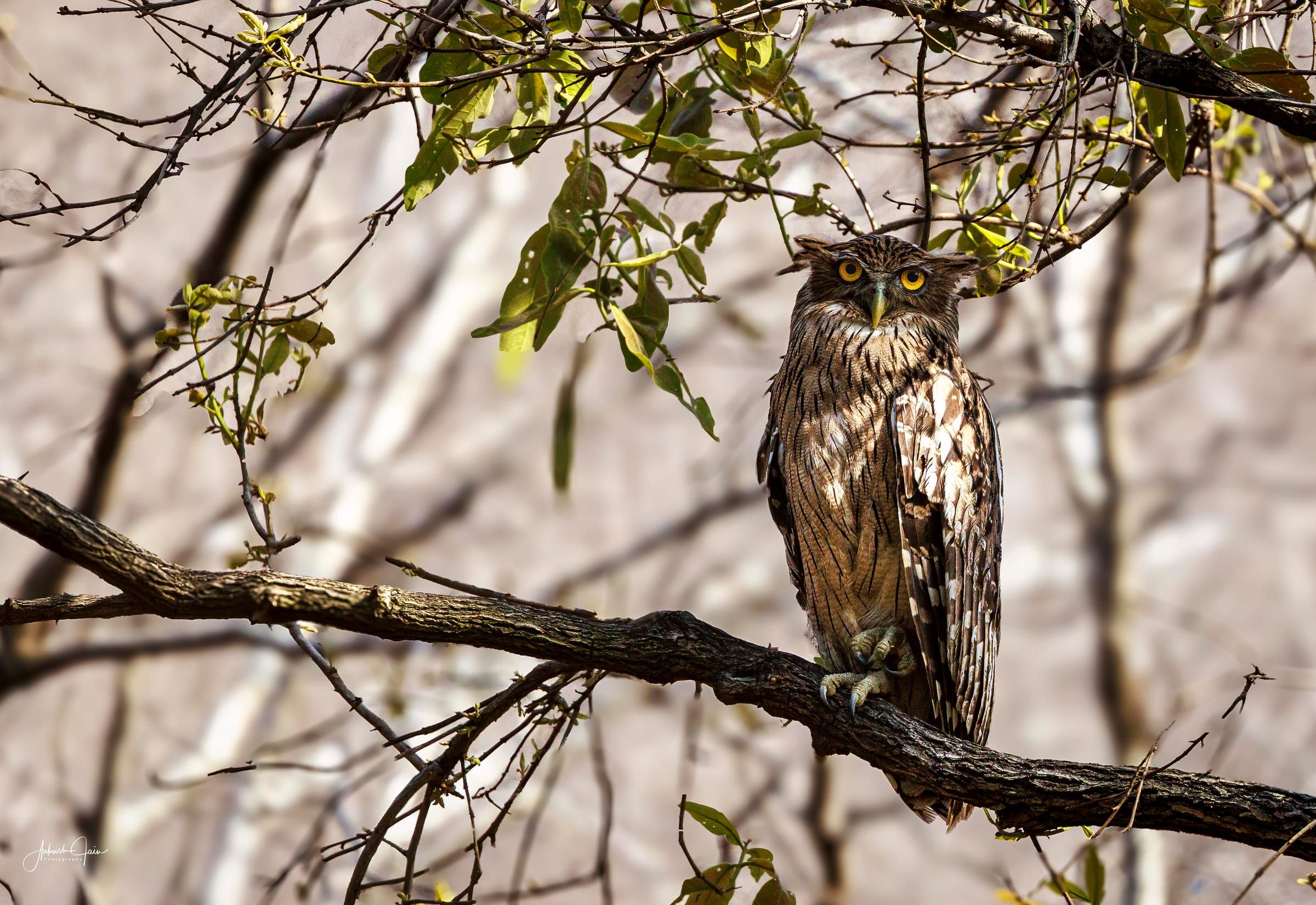 Brown fish owl perched on a low branch under dappled canopy light, Ranthambore