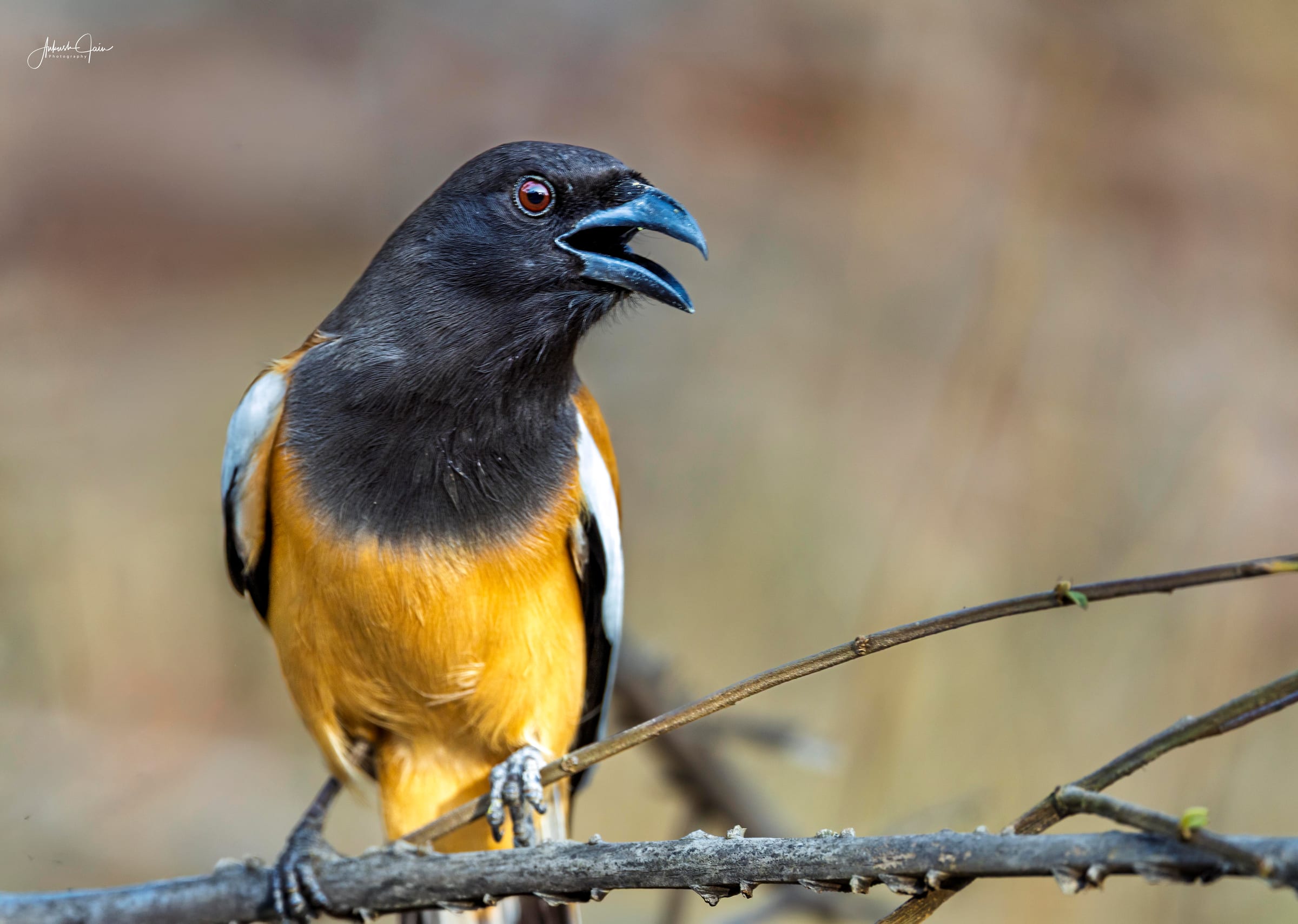 Rufous treepie calling from a thorny branch, soft grassland behind, Ranthambore